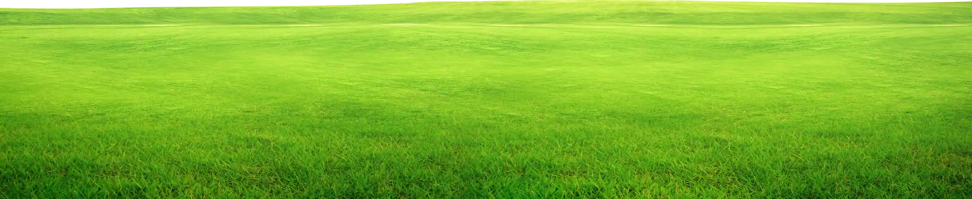 A large grass plain where the elephant is standing.